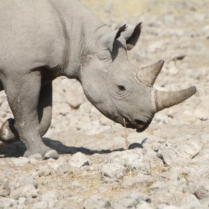 Black Rhino at Etosha National Park