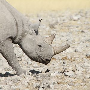 Black Rhino at Etosha National Park