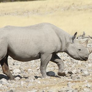 Black Rhino at Etosha National Park