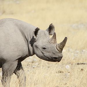 Black Rhino at Etosha National Park