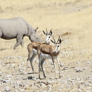 Black Rhino at Etosha National Park