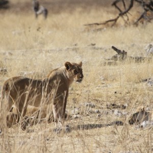 Lion at Etosha National Park