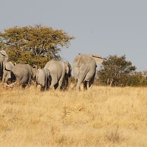 Elephant at Etosha National Park