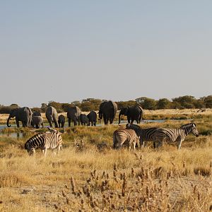 Elephant at Etosha National Park