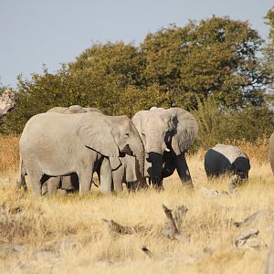 Elephant at Etosha National Park