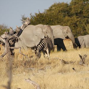 Elephant at Etosha National Park