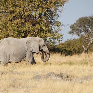 Elephant at Etosha National Park