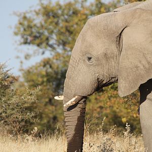 Elephant at Etosha National Park