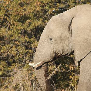 Elephant at Etosha National Park