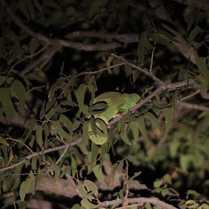 Cameleon at Etosha National Park