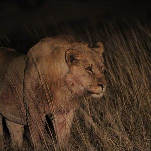 Lion at Etosha National Park