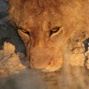 Lion at Etosha National Park