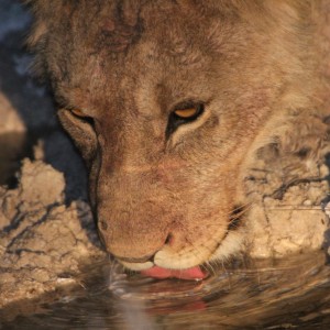 Lion at Etosha National Park