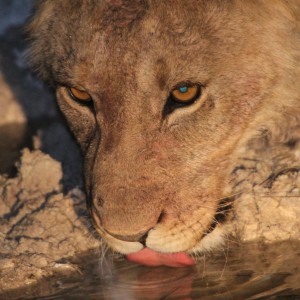 Lion at Etosha National Park