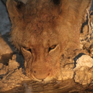 Lion at Etosha National Park