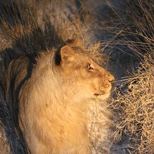 Lion at Etosha National Park