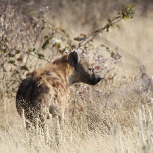 Spotted Hyena at Etosha National Park