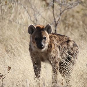 Spotted Hyena at Etosha National Park