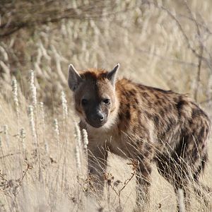 Spotted Hyena at Etosha National Park