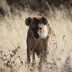 Spotted Hyena at Etosha National Park