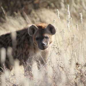 Spotted Hyena at Etosha National Park