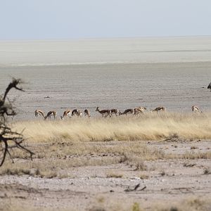 Etosha National Park