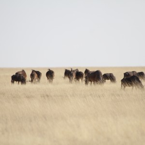 Etosha National Park