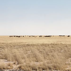 Etosha National Park