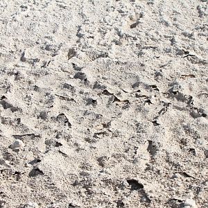 Etosha National Park