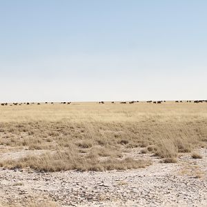 Etosha National Park