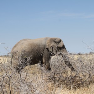 Elephant at Etosha National Park