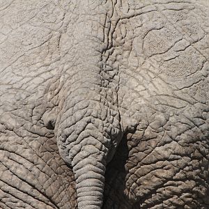 Elephant at Etosha National Park