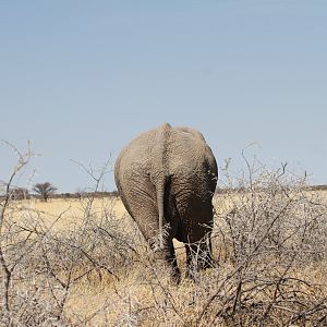 Elephant at Etosha National Park