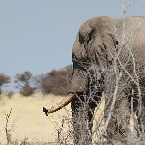 Elephant at Etosha National Park