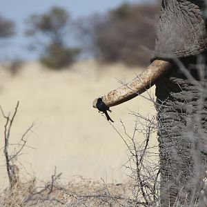 Elephant at Etosha National Park