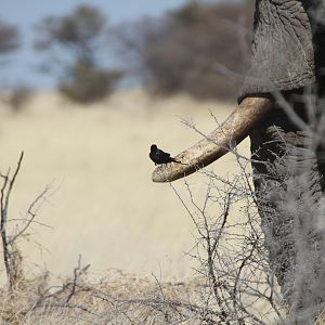 Elephant at Etosha National Park