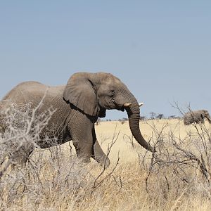 Elephant at Etosha National Park