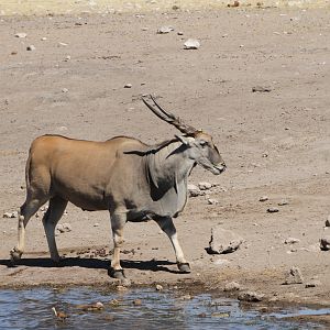 Cape Eland at Etosha National Park