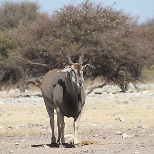 Cape Eland at Etosha National Park