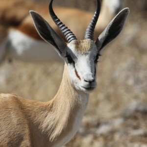 Springbok at Etosha National Park