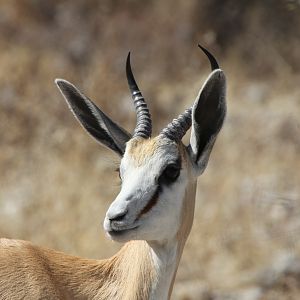 Springbok at Etosha National Park