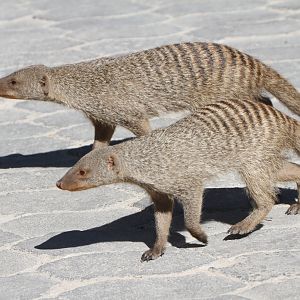 Banded Mongoose at Etosha National Park