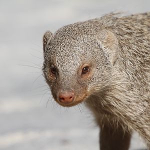 Banded Mongoose at Etosha National Park