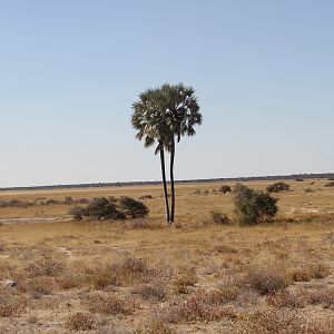 Etosha National Park