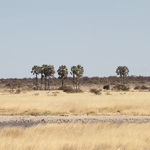 Etosha National Park