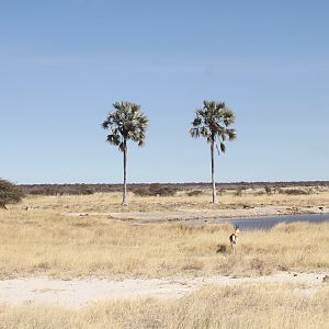 Etosha National Park