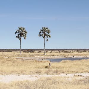 Etosha National Park