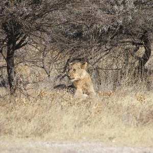 Lion at Etosha National Park