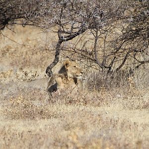 Lion at Etosha National Park