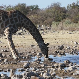 Giraffe at Etosha National Park